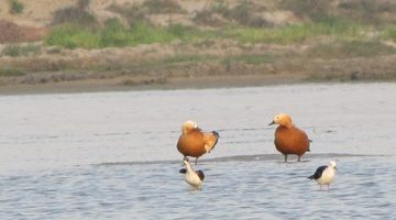 i6398w_shelduck-ruddy_stilts