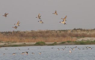 i6406w_pintail-flock-taking-off