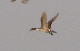 i6407w_pintails-flight_crp