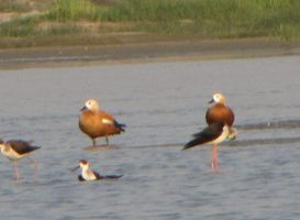 i6422w_shelduck-ruddy_looking-left