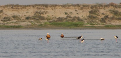 i6430w_shelduck-ruddy_stilts