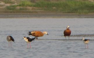 i6433w_shelduck-ruddy_pair_w-stilts