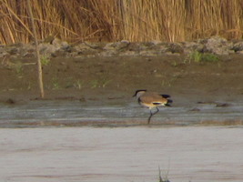 i6476w_lapwing-river