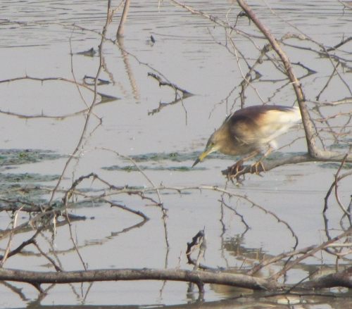 i7585w_pond-heron_crp