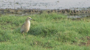 i7579w_pond-heron