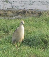 i7580w_pond-heron