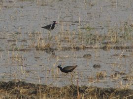 i7609w_lapwing-jacana