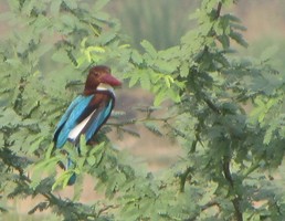 i7629w_kingfisher-white-breasted