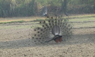 i7631w_double-peacock-display