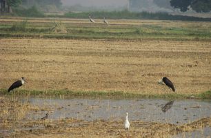 p-09w_woolly-necked-pair_sarus-lapwing-egret