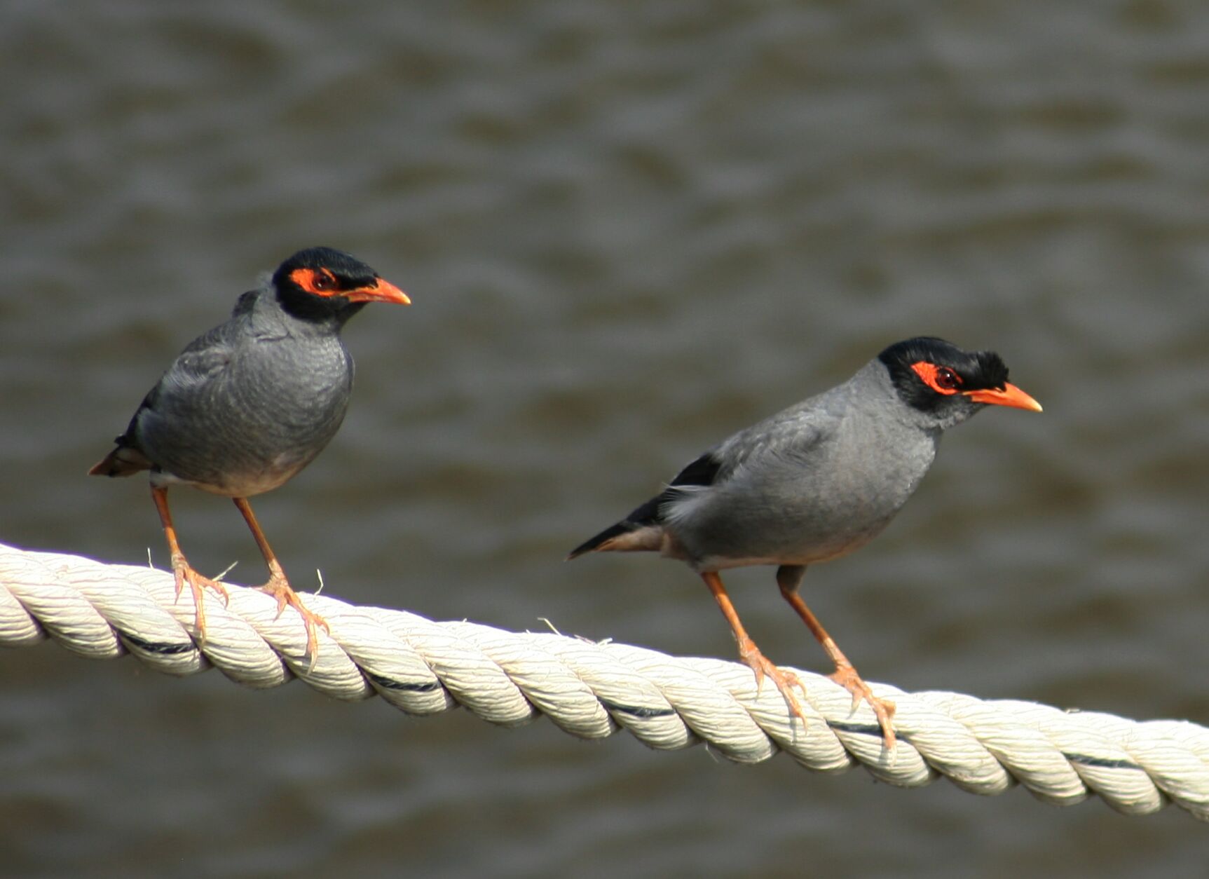 3485cw myna,bank 2007may05 09.46 pair