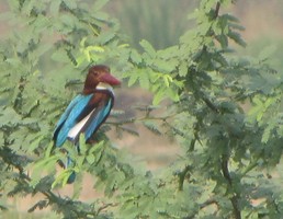 i7629w_kingfisher-white-breasted