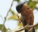 brahminy mynah thumbing    nose