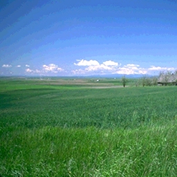 Reference Image 