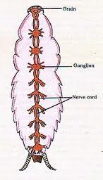Cockroach Nerve Cord